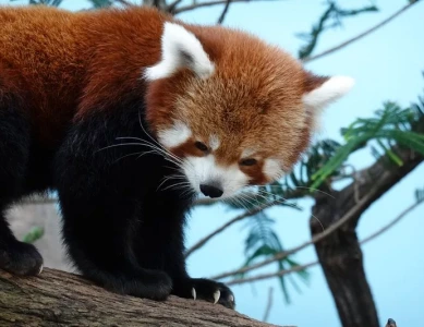 4. Tag in Singapur – Einzigartige Singapur Zoos