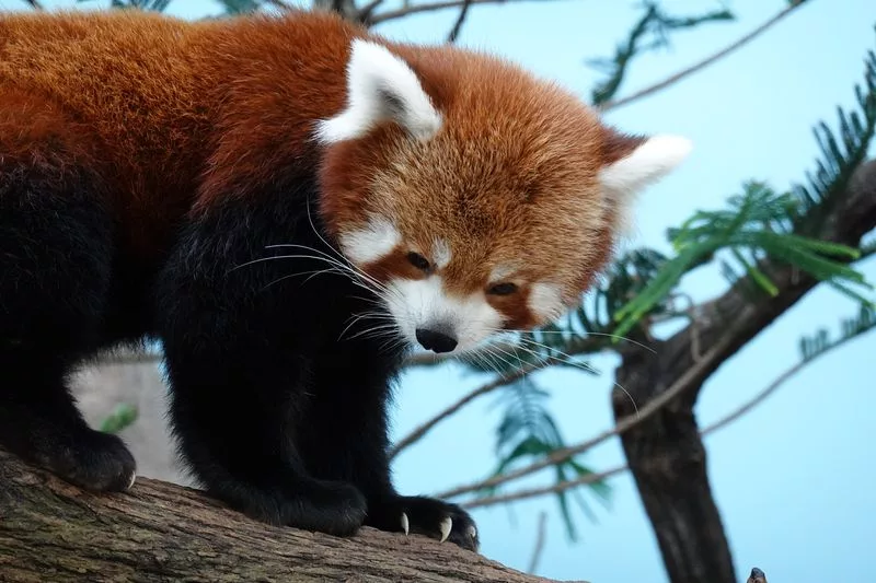 4. Tag in Singapur – Einzigartige Singapur Zoos