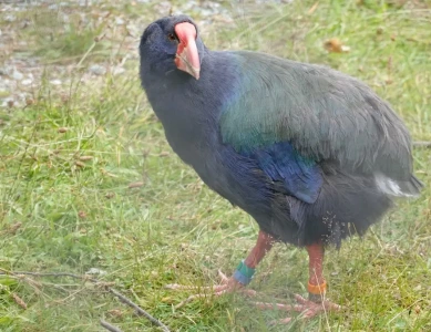 Von Te Anau nach Queenstown