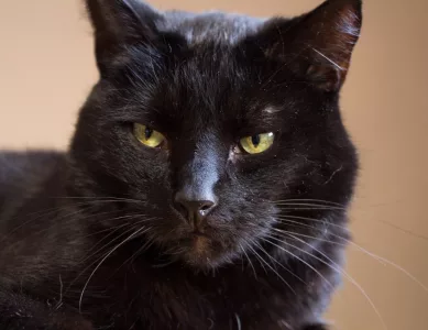 Ein Tag für die Katz