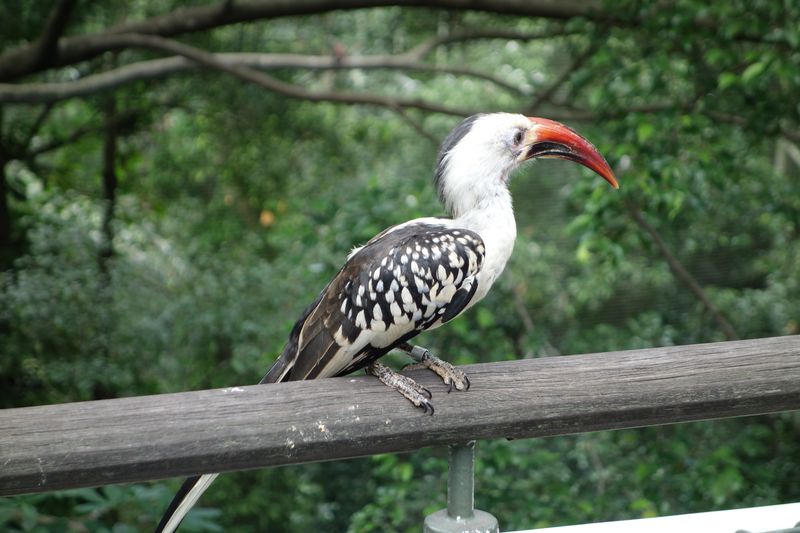 Singapur Jurong-Bird-Park, gefiederte Freunde