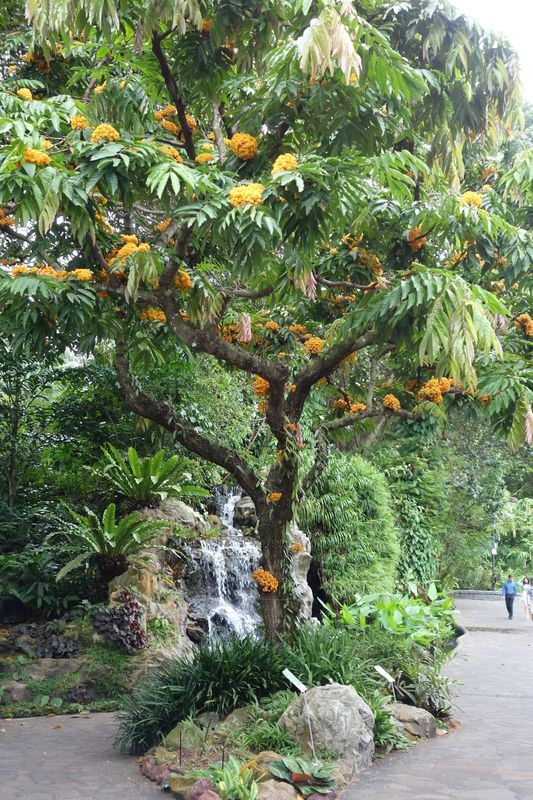 Singapur Botanischer Garten