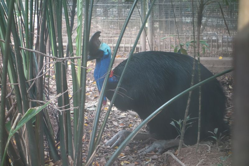 Singapur Jurong-Bird-Park, gefiederte Freunde