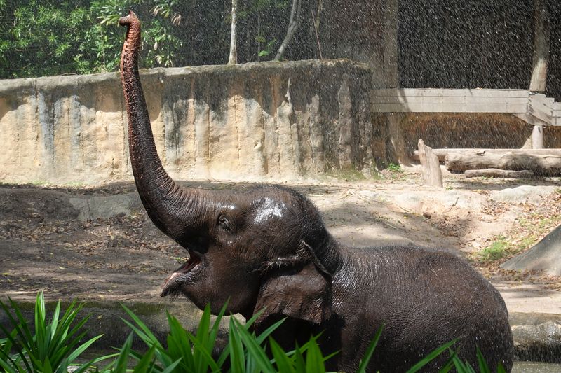 Singapur Zoo