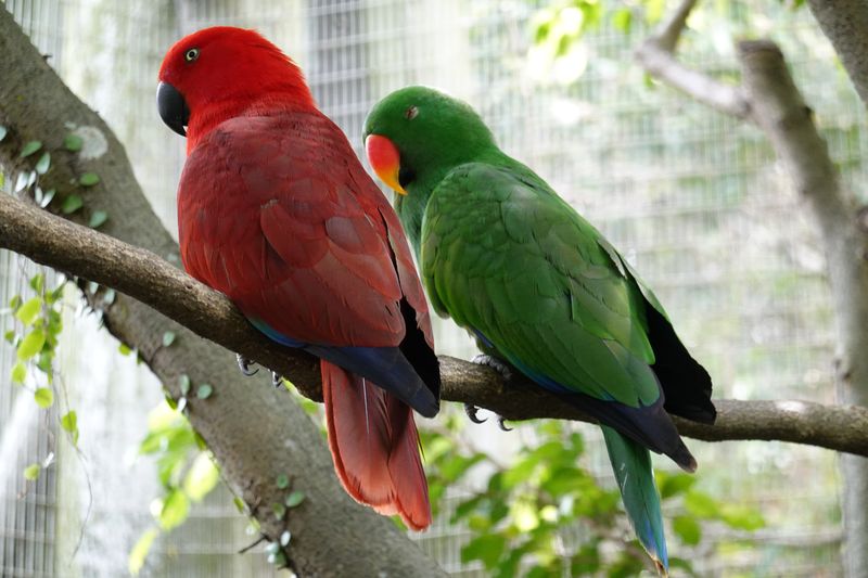 Singapur Jurong-Bird-Park, gefiederte Freunde