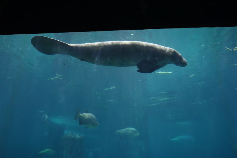 Singapur Zoo, River Safari