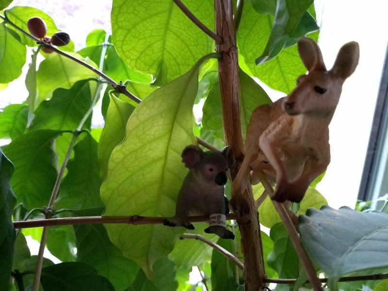 Wie es zu der großen Reise kam