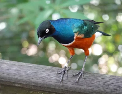 2. Tag in Singapur (Jurong-Bird-Park)