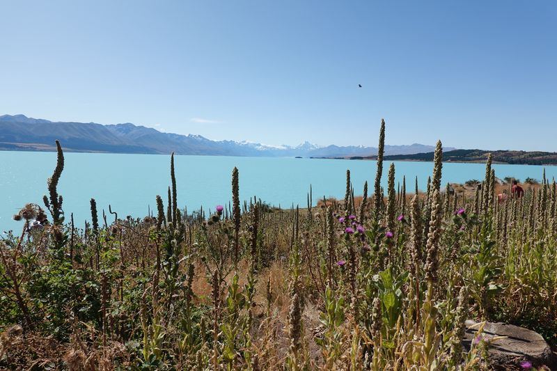 Fahrt zum Mount Cook (Aoraki)