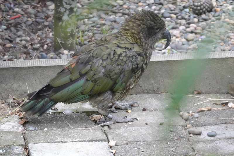 Catlins