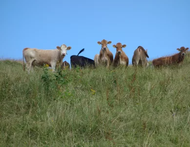 Ein Hut auf Wanderschaft in Appenzell Asserrohden