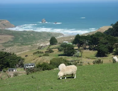 Dunedin und Umgebung