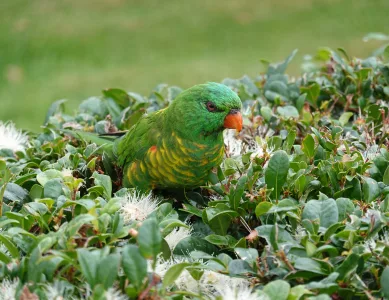 Der Virus und seine Folgen