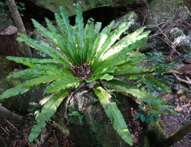 Einmal um Sydney herum