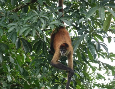 Was zum Teufel ist der Monkey-Trail?