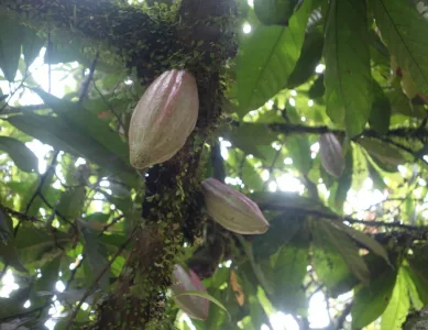 Kakao und andere Highlights