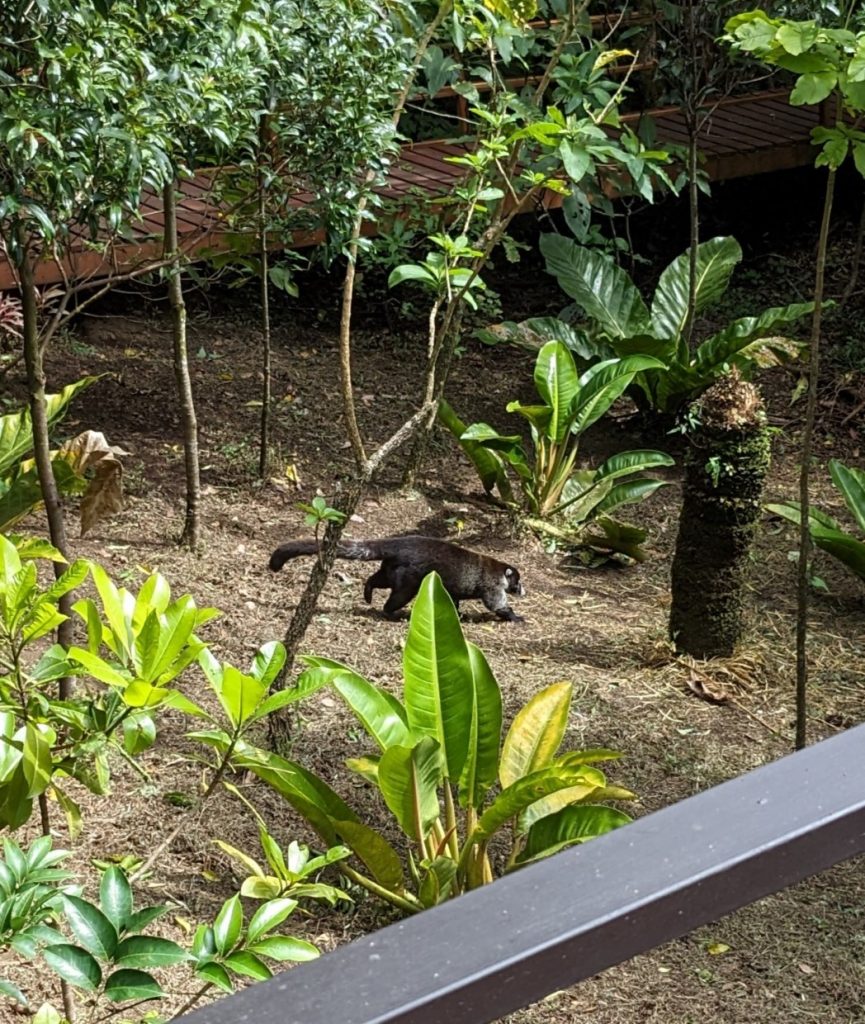 Monteverde Nasenbär