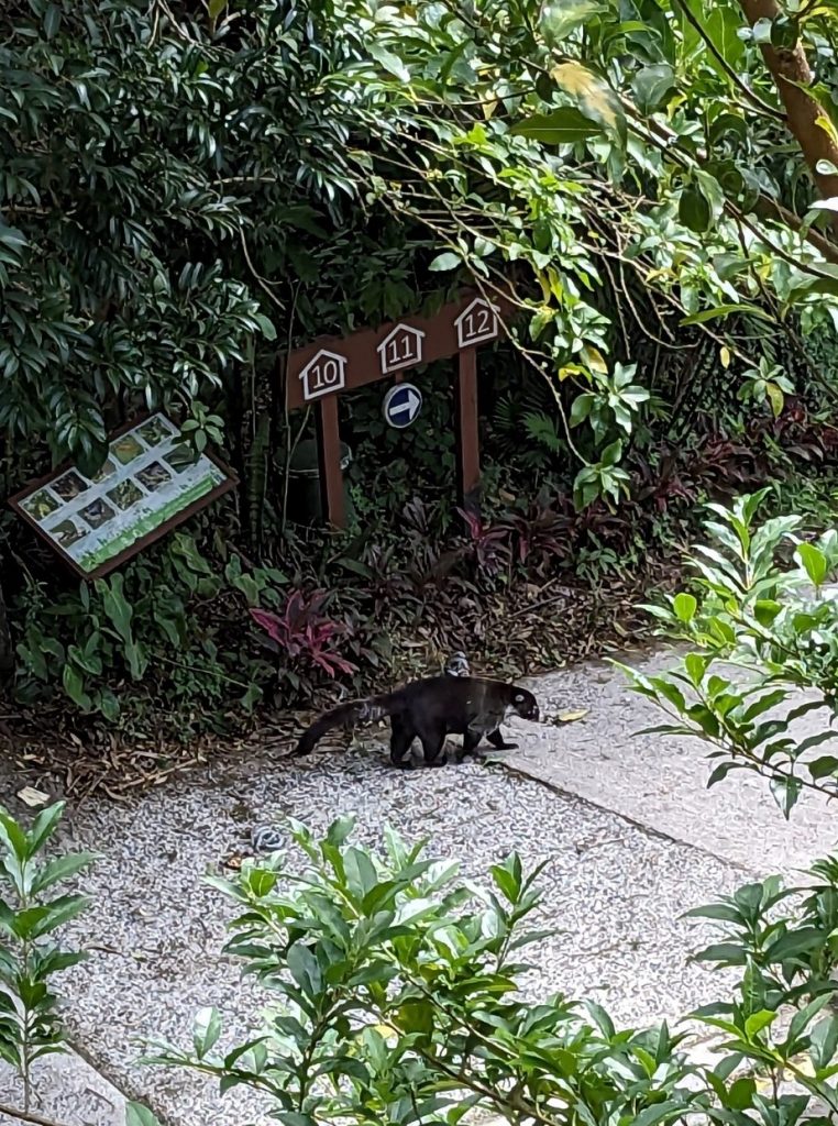 Monteverde Nasenbär