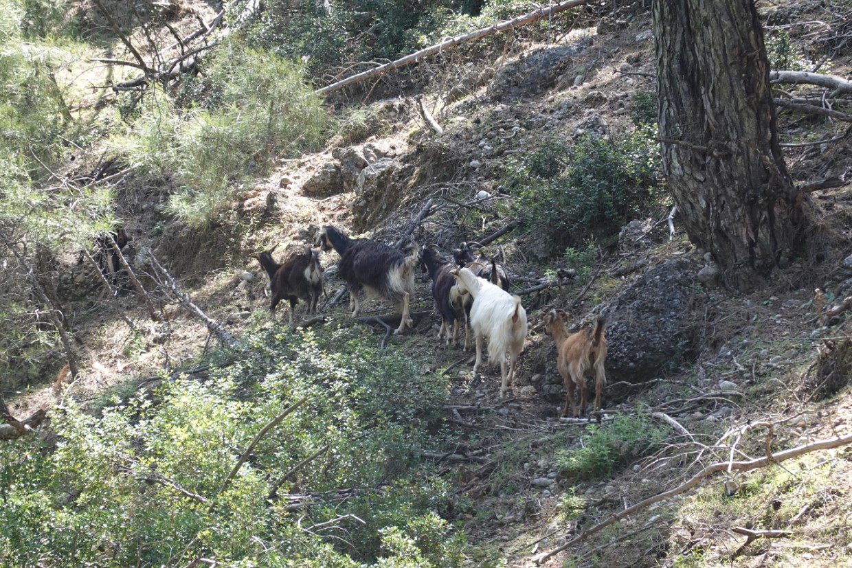 Rhodos Wanderung Ziegen
