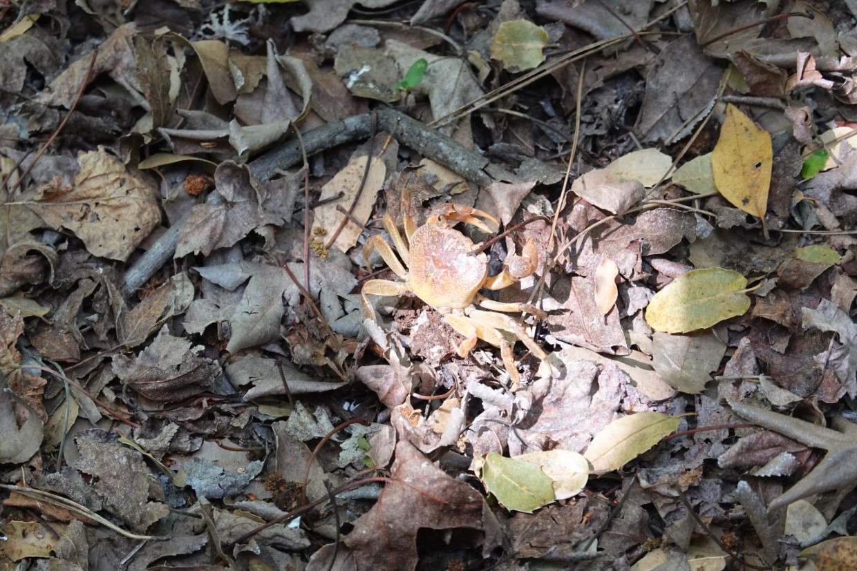 Rhodos Wanderung Schmetterlingstal