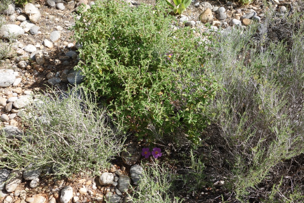 Rhodos Wanderung Blume