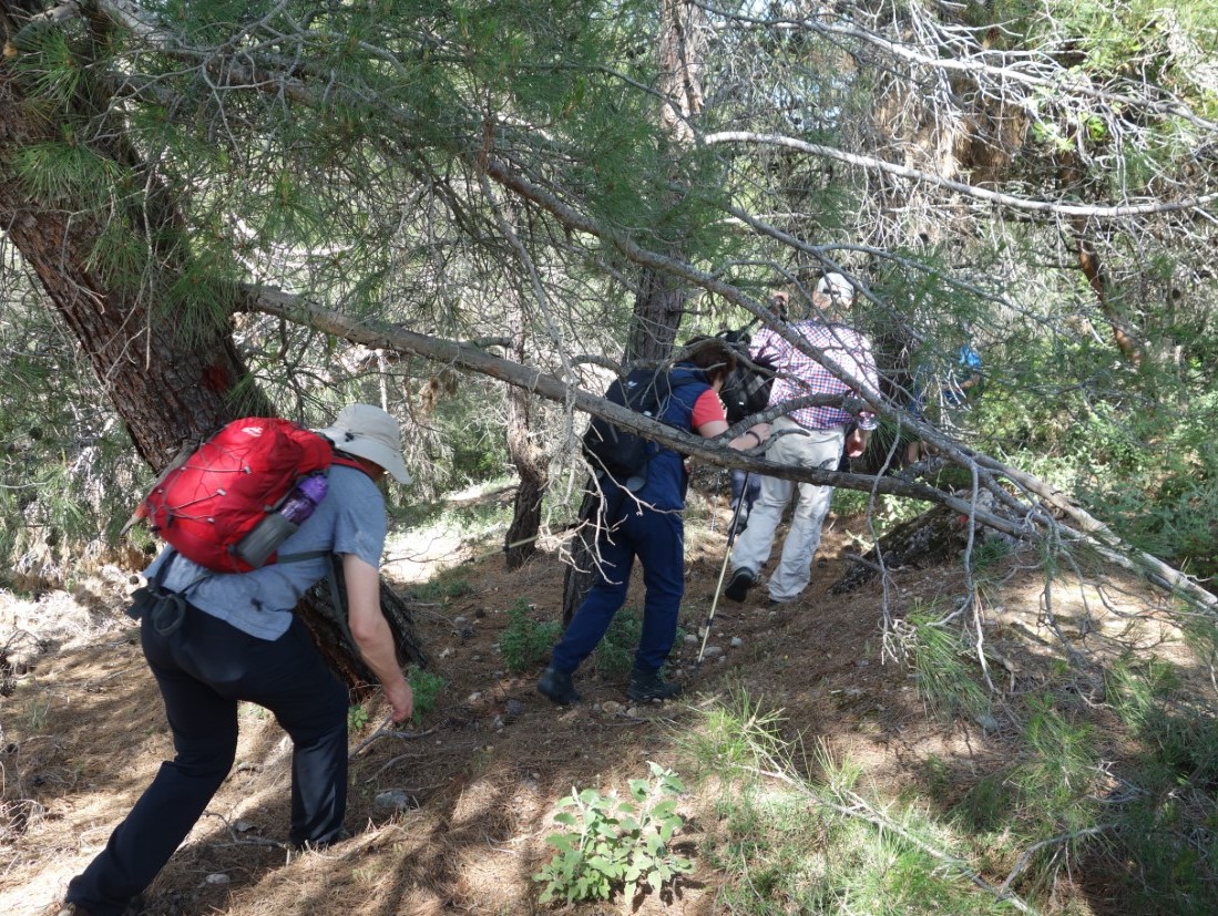 Rhodos Wanderung Wald