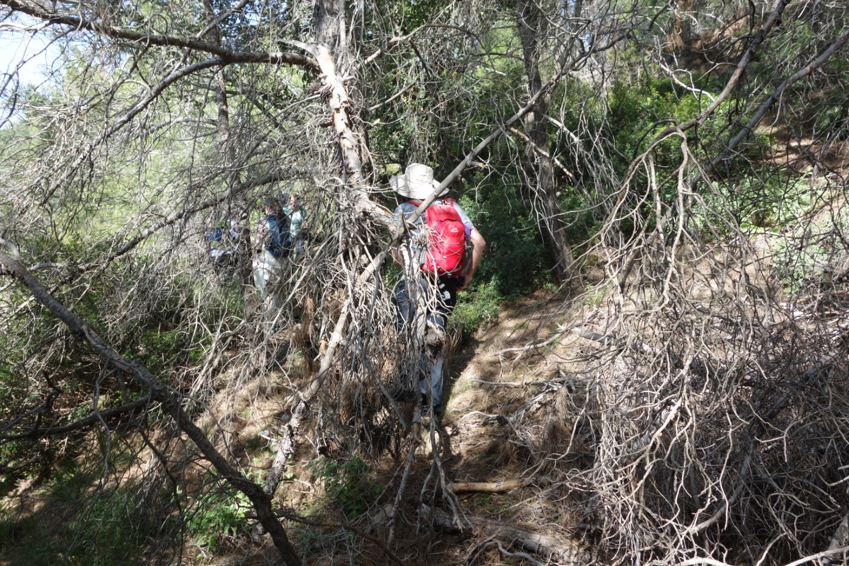 Rhodos Wanderung Wald