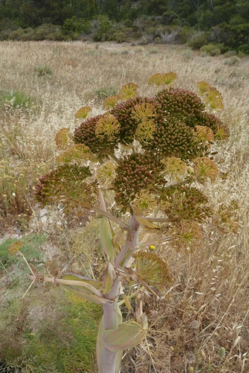 Riesenfenchel