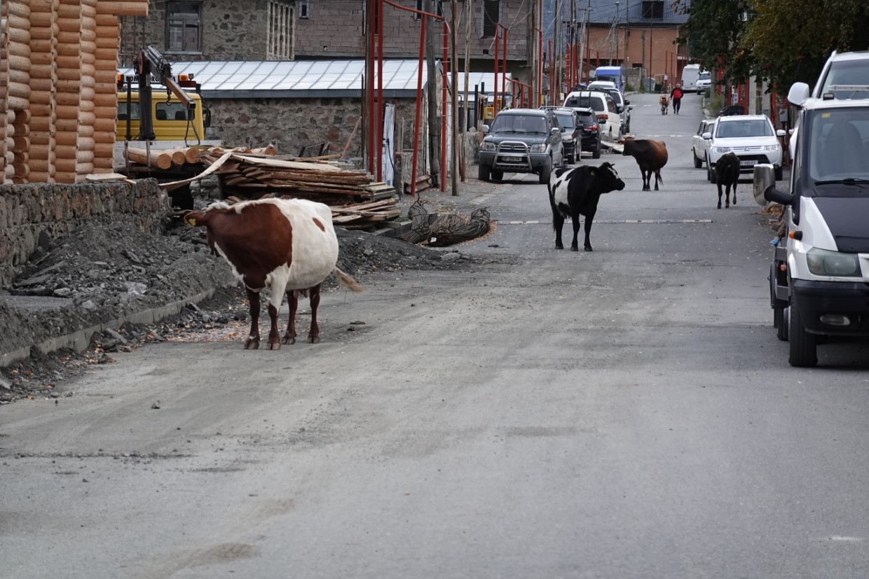 Tiere auf Straße
