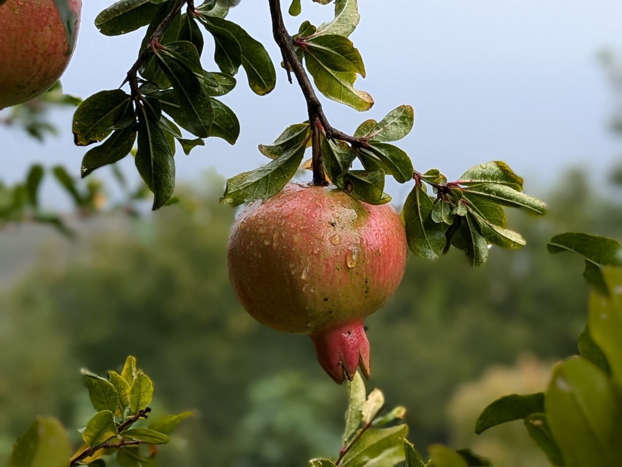 Ostgeorgien Granatapfel