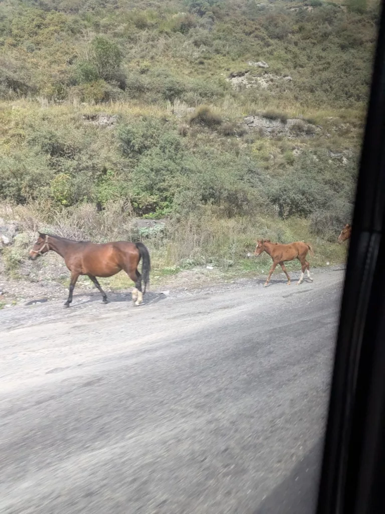 Tiere auf Straße