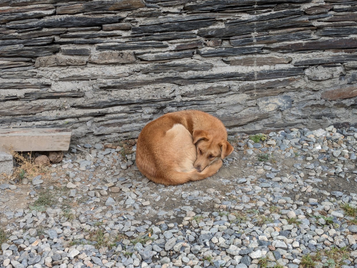 Georgien Hund