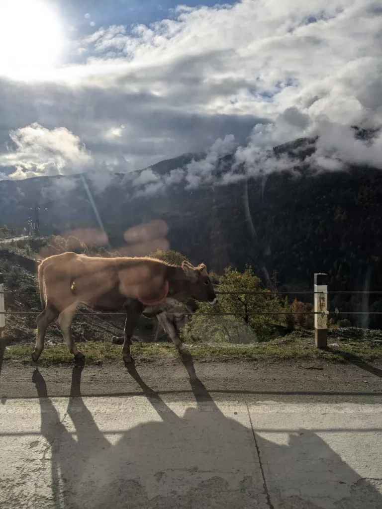 Georgien Kuh auf Straße