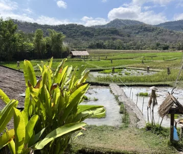 Zum Schluss noch ein Besuch beim Reisbauern