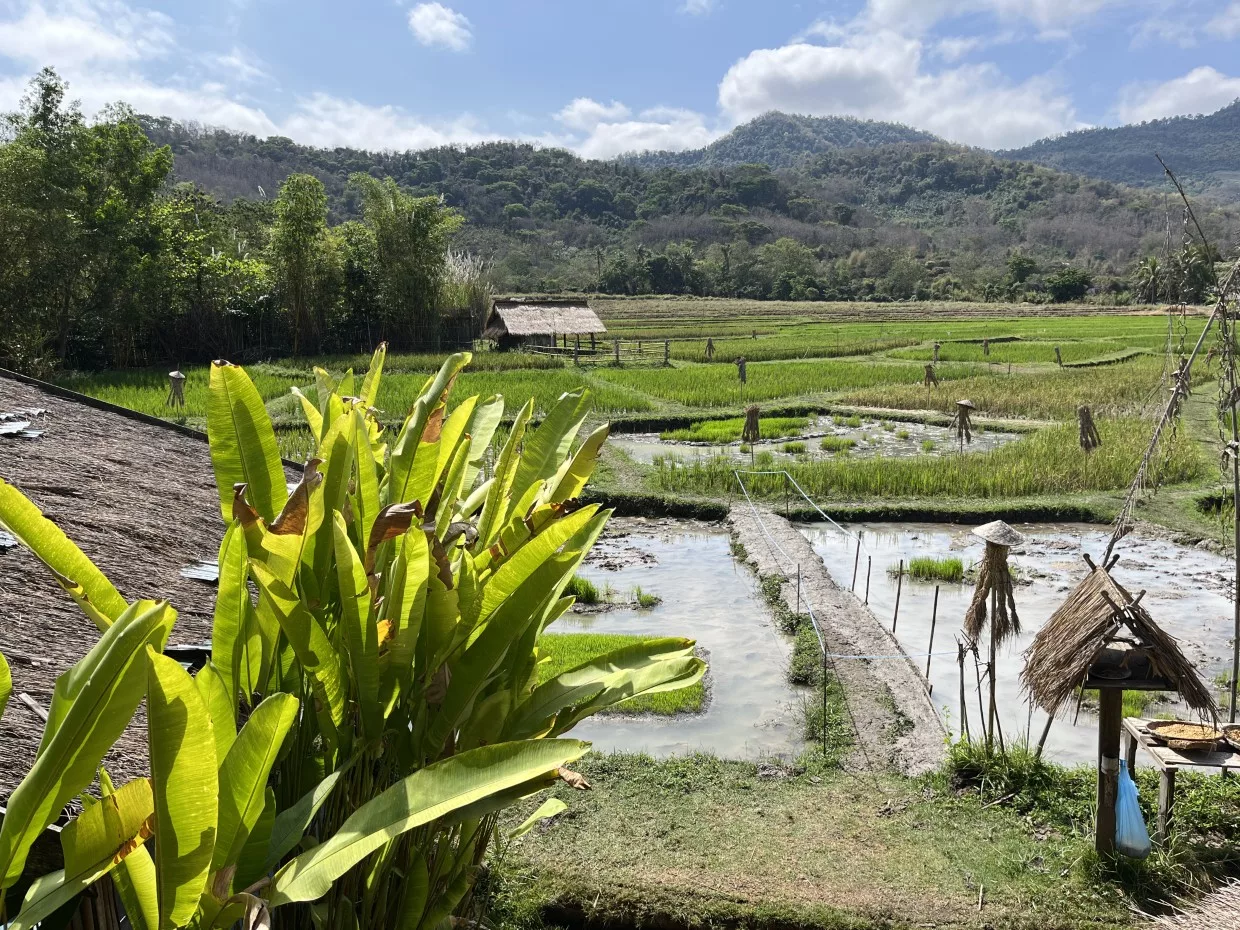 Zum Schluss noch ein Besuch beim Reisbauern